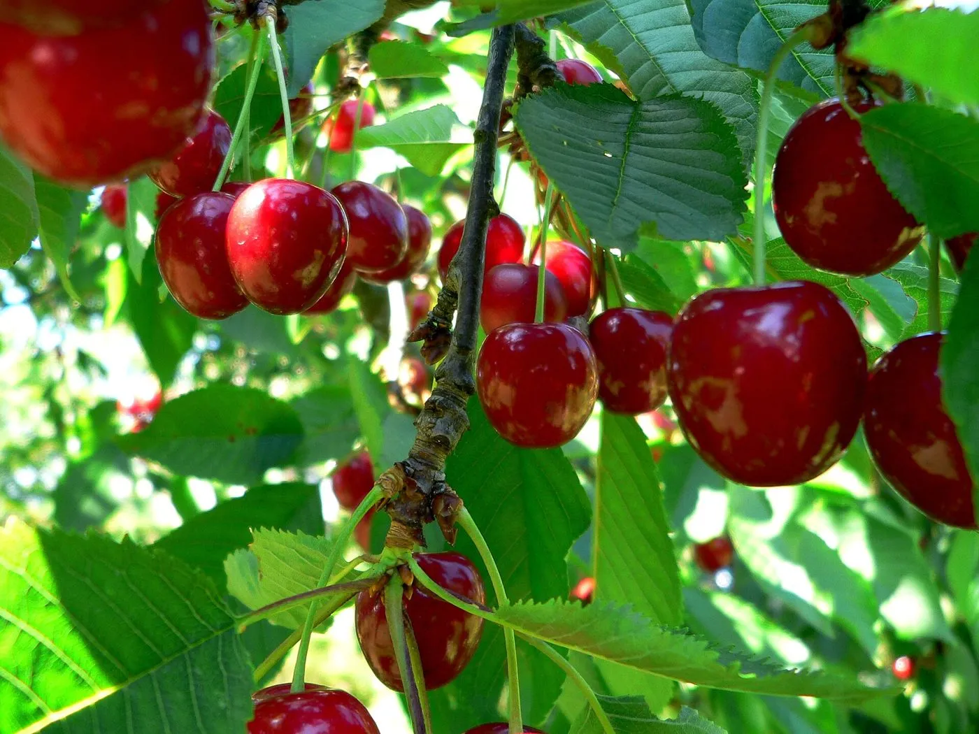 Cerezas dulces maduras