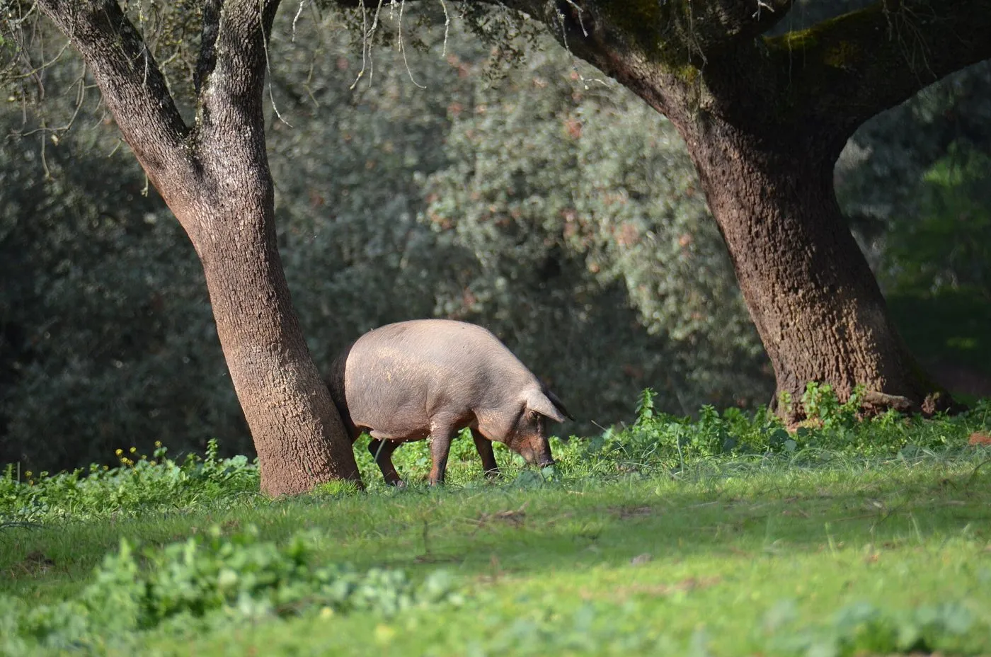 Cerdo ibérico en montanera