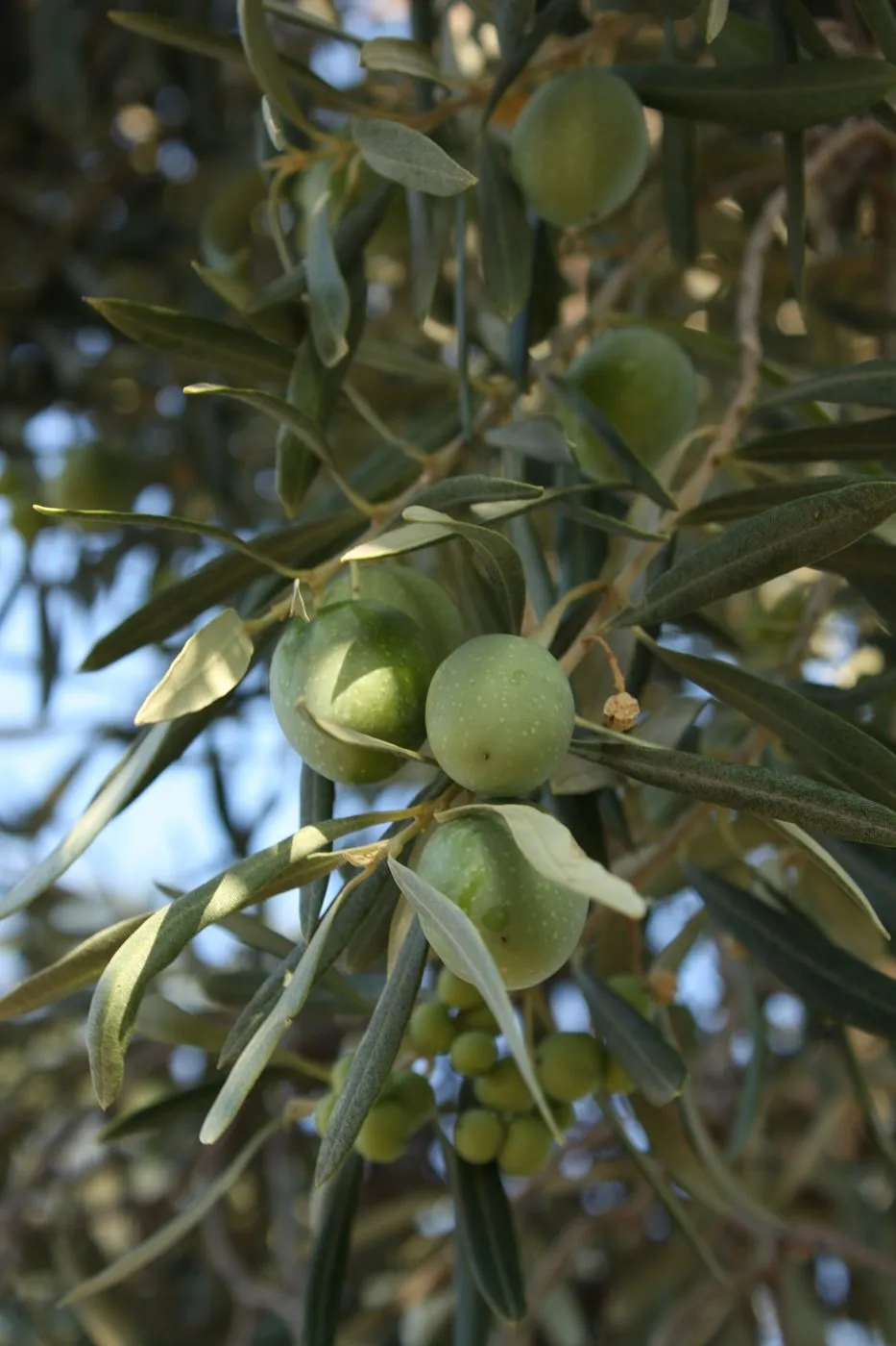 olive branches with fruit