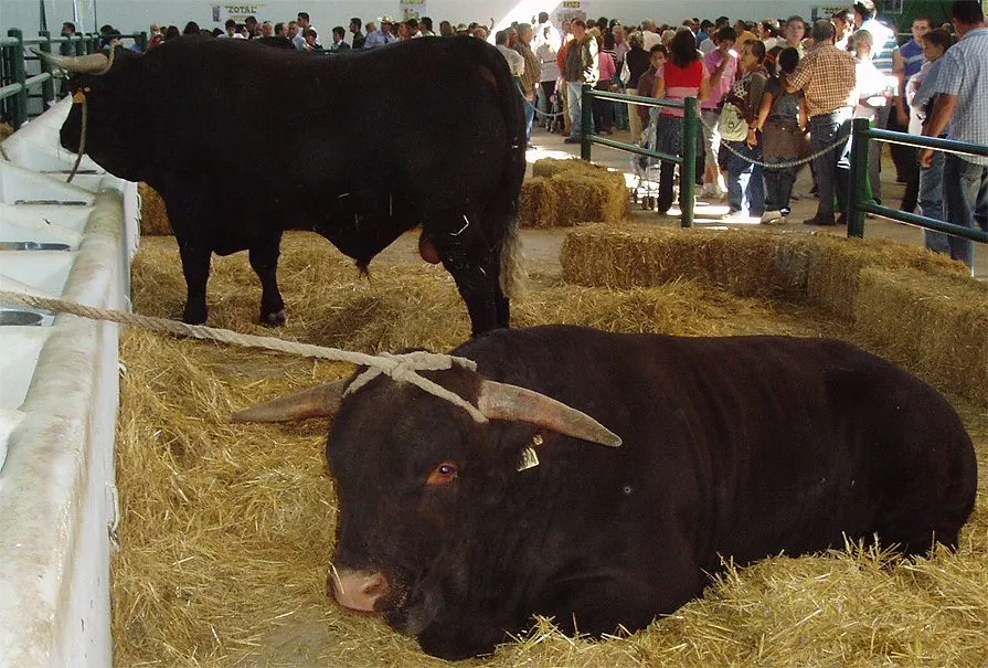 Ganado Retinto en feria de Zafra (Badajoz)