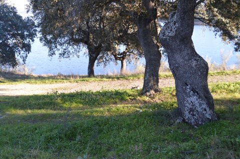 Dehesa con encinas