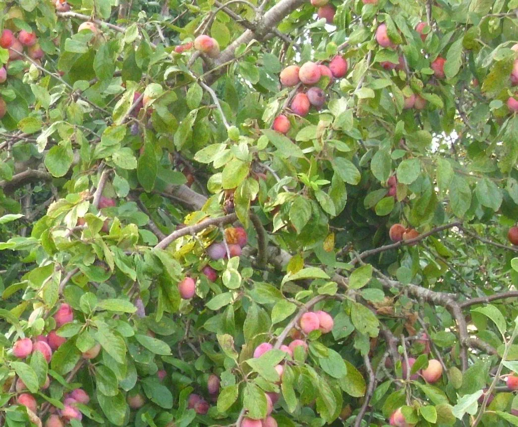 Ciruelas en el árbol