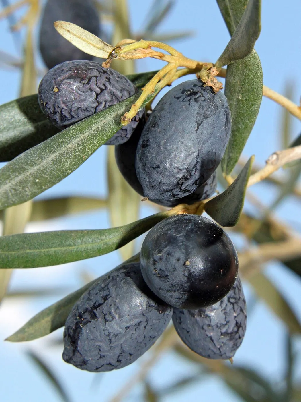 mature olive fruits on tree