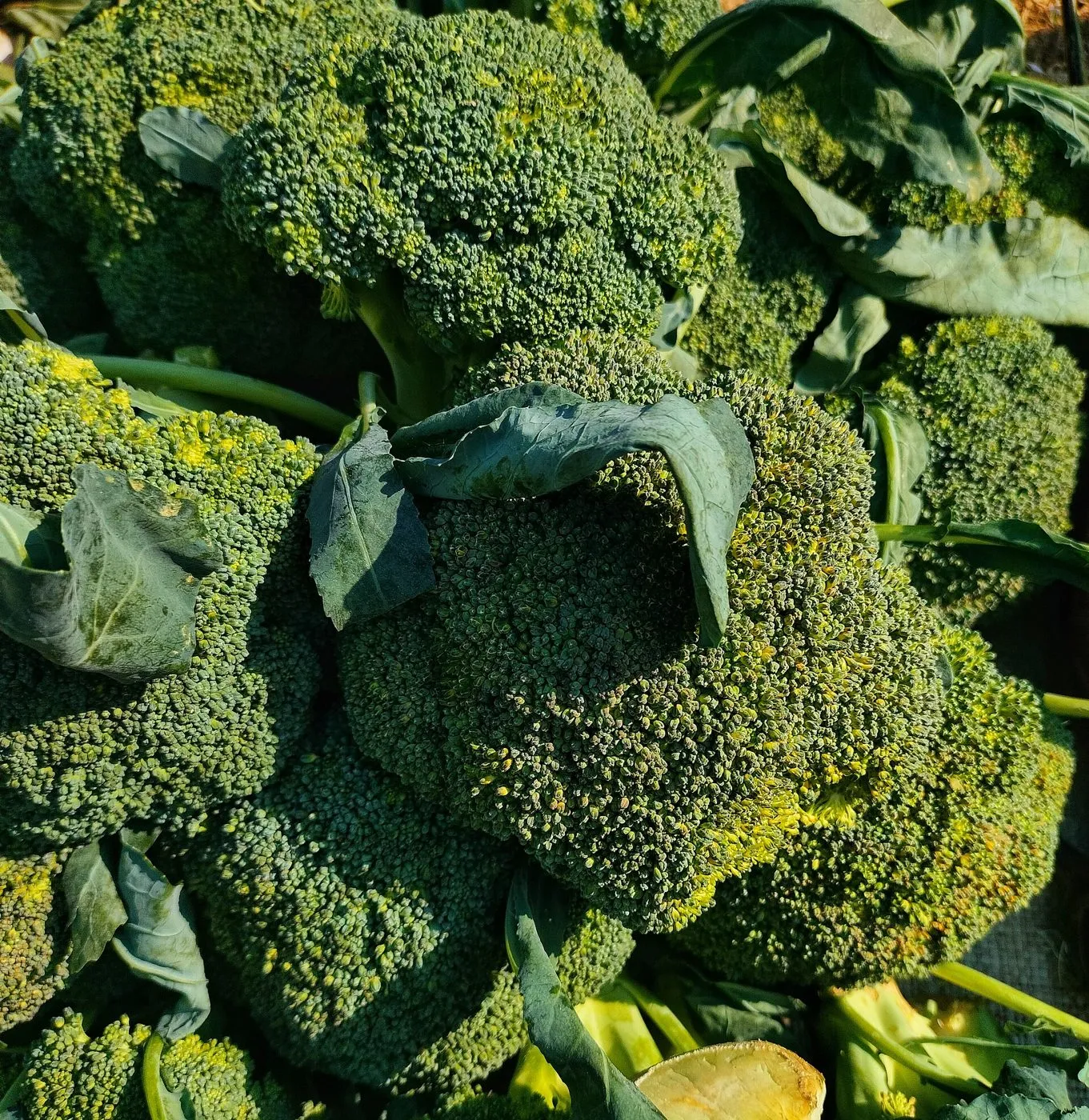 Brócoli fresco
