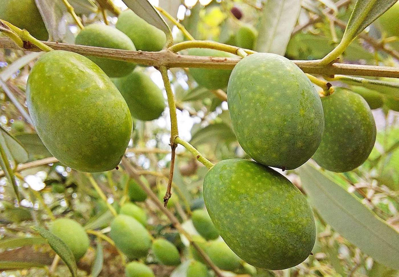 table olives