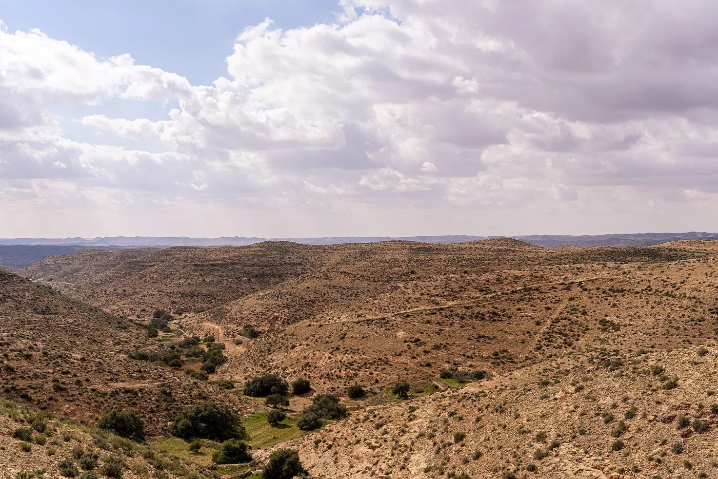 olive grove landscape