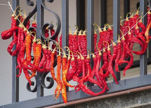 Pimientos en secado