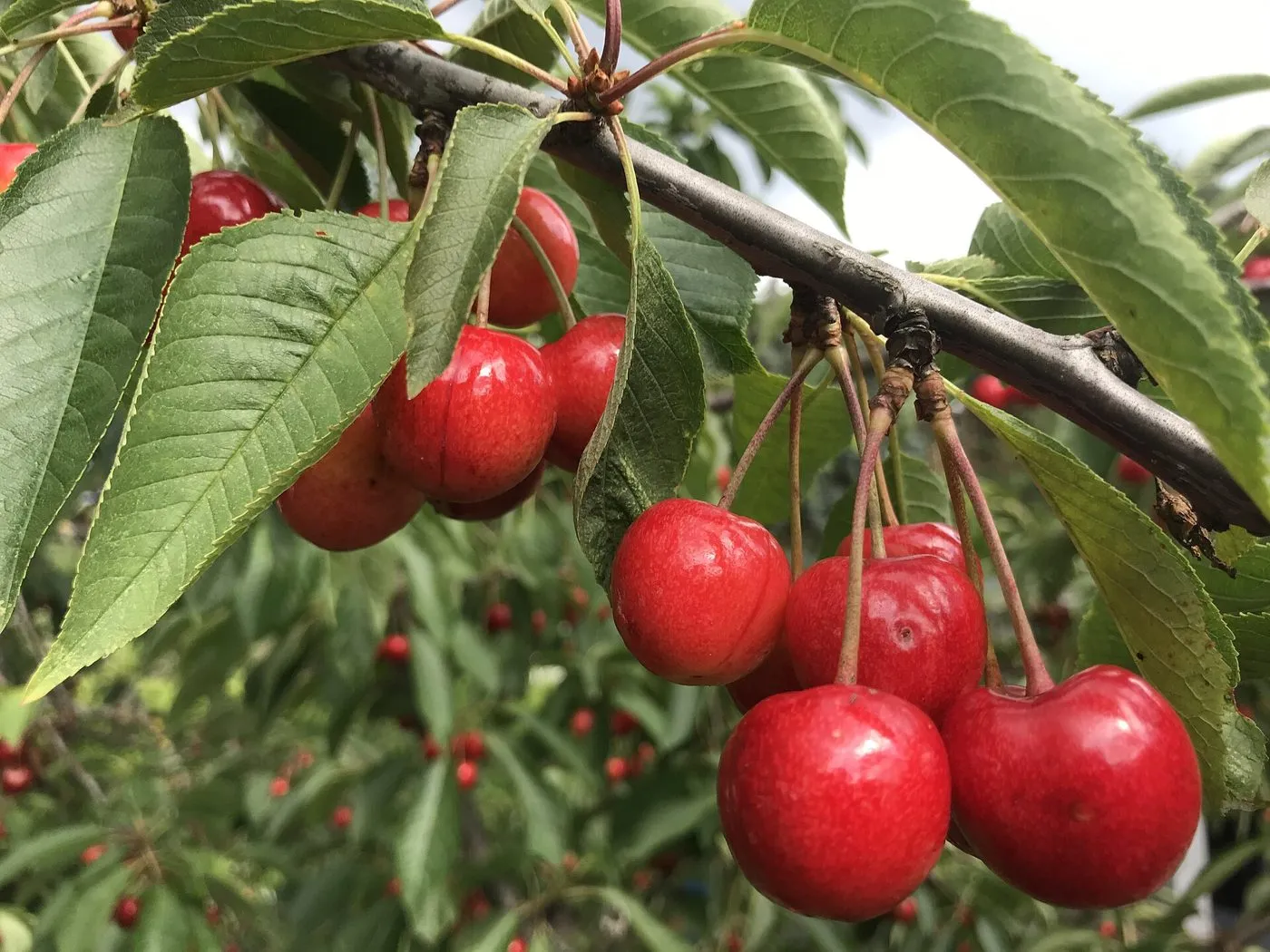 Cerezas en el cerezo
