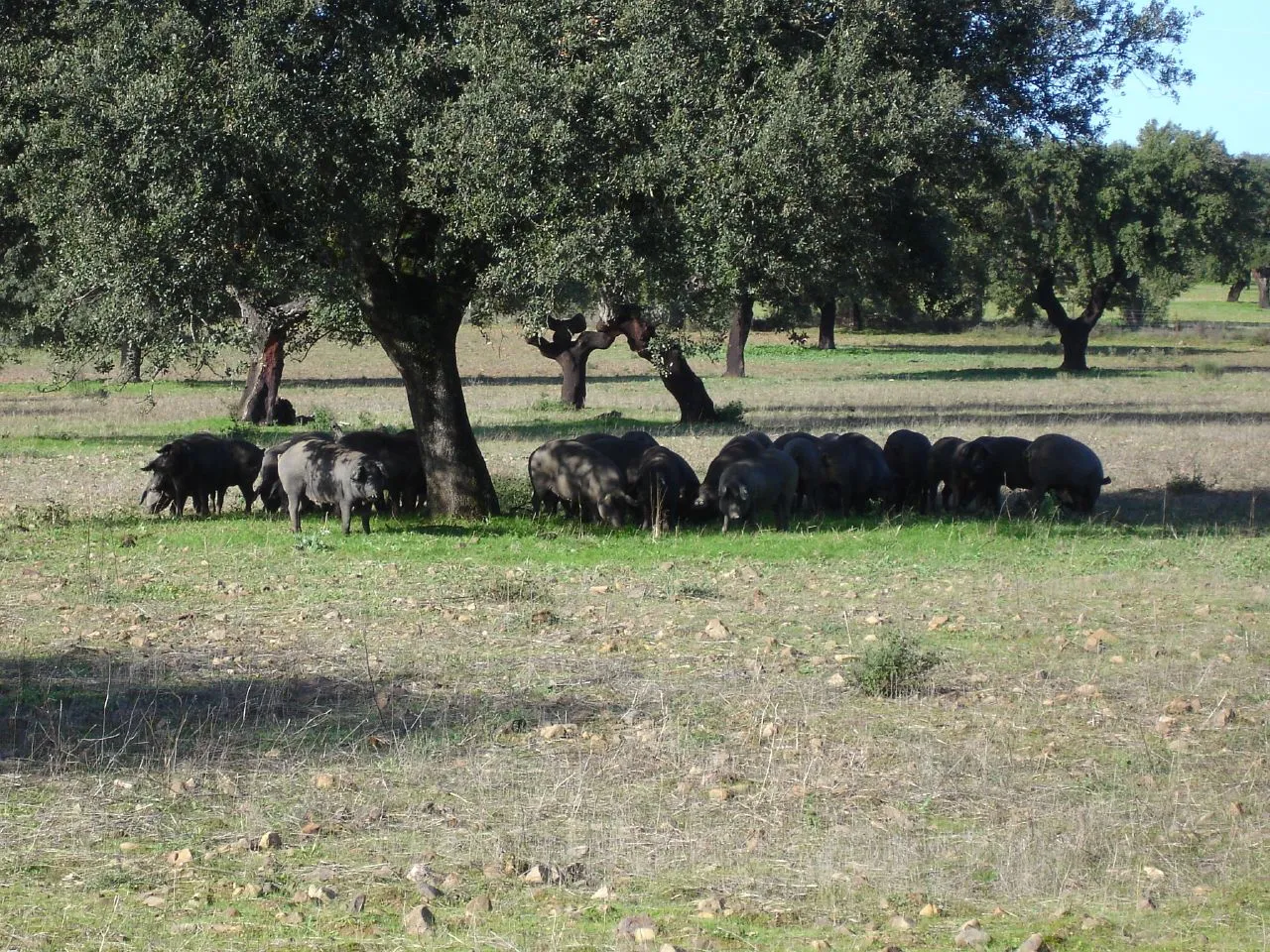 Cerdo ibérico en dehesa