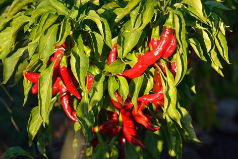 Pimientos en secado