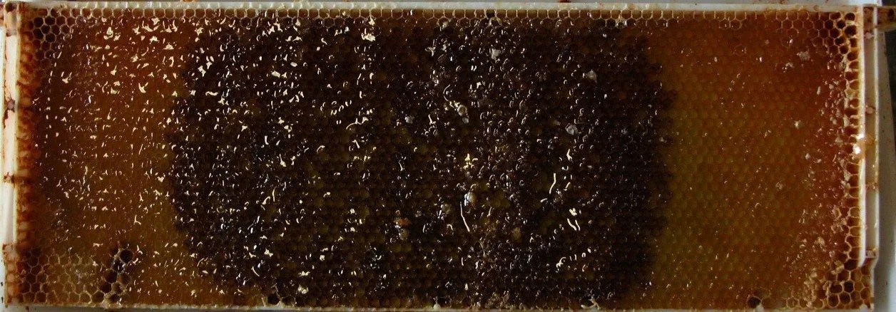cuadro de panal desoperculado