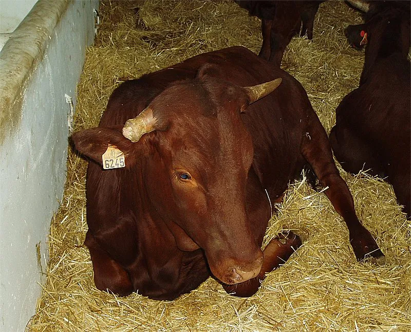Vaca Retinta