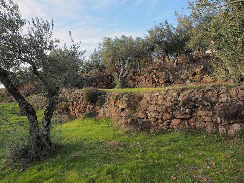 Almazara Gata Villuercas