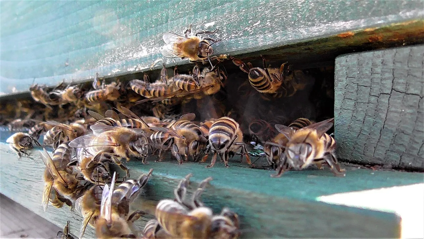 abejas sobre la colmena