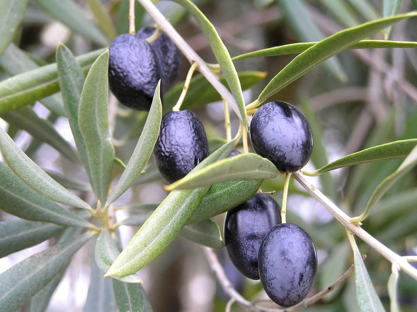 mature olives on branches