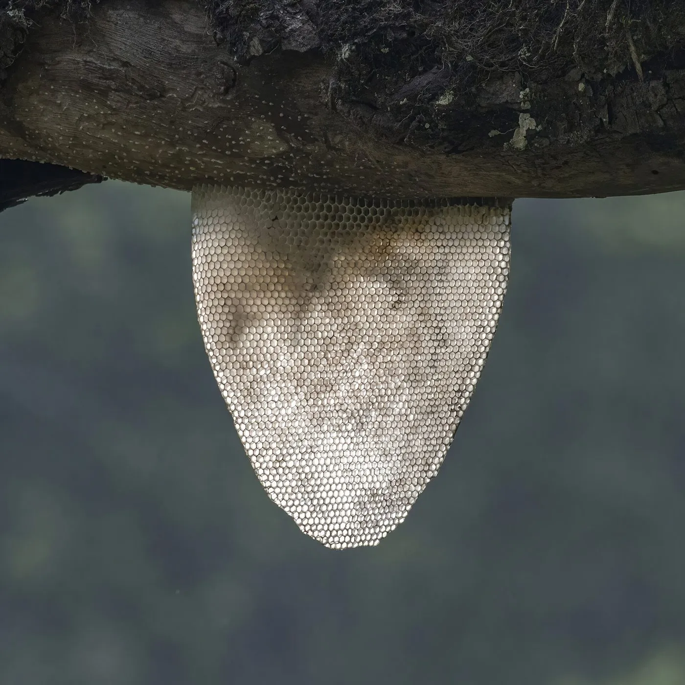 panal de abejas