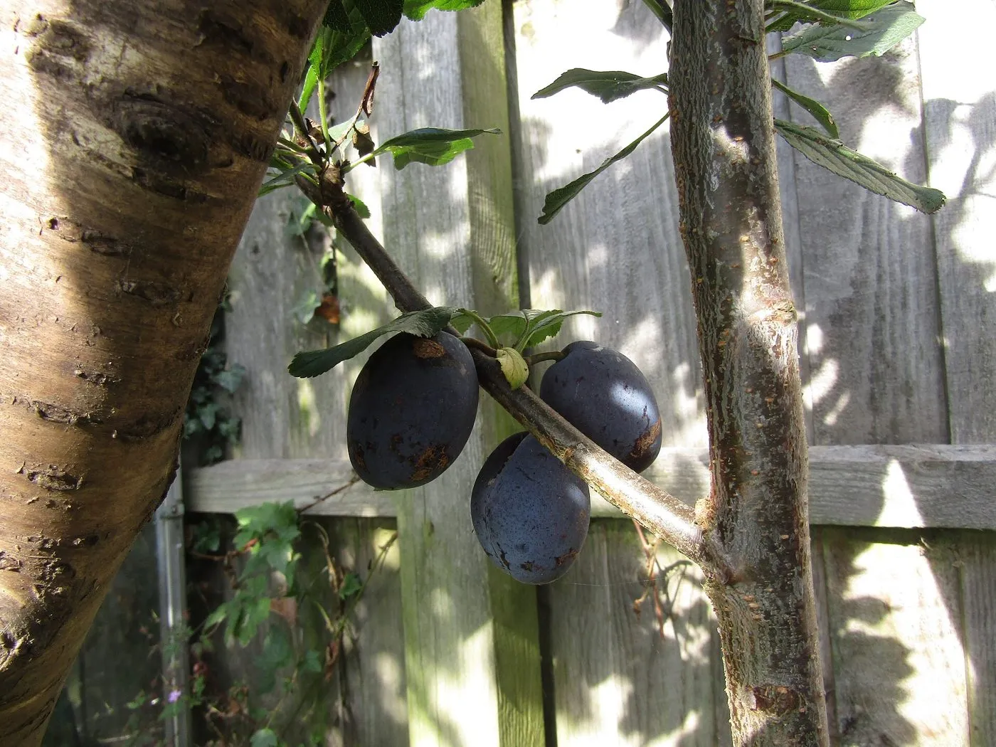 Ciruelas oscuras