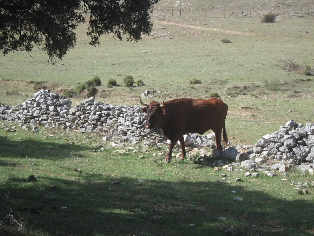 Carne de Retinta de la dehesa extremeña