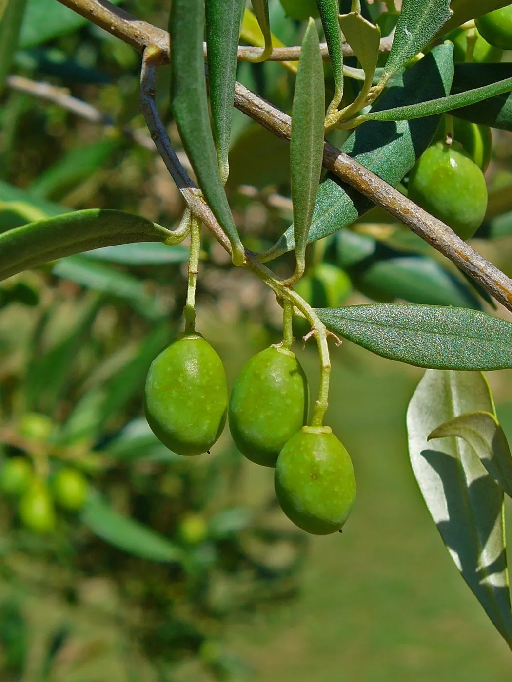 green olives on olive tree