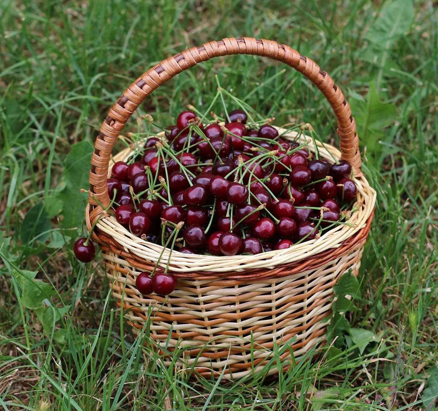 Cerezas en cesta