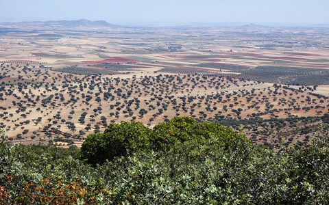 Dehesa abierta