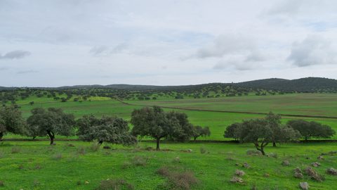 Dehesa Sierra San Pedro