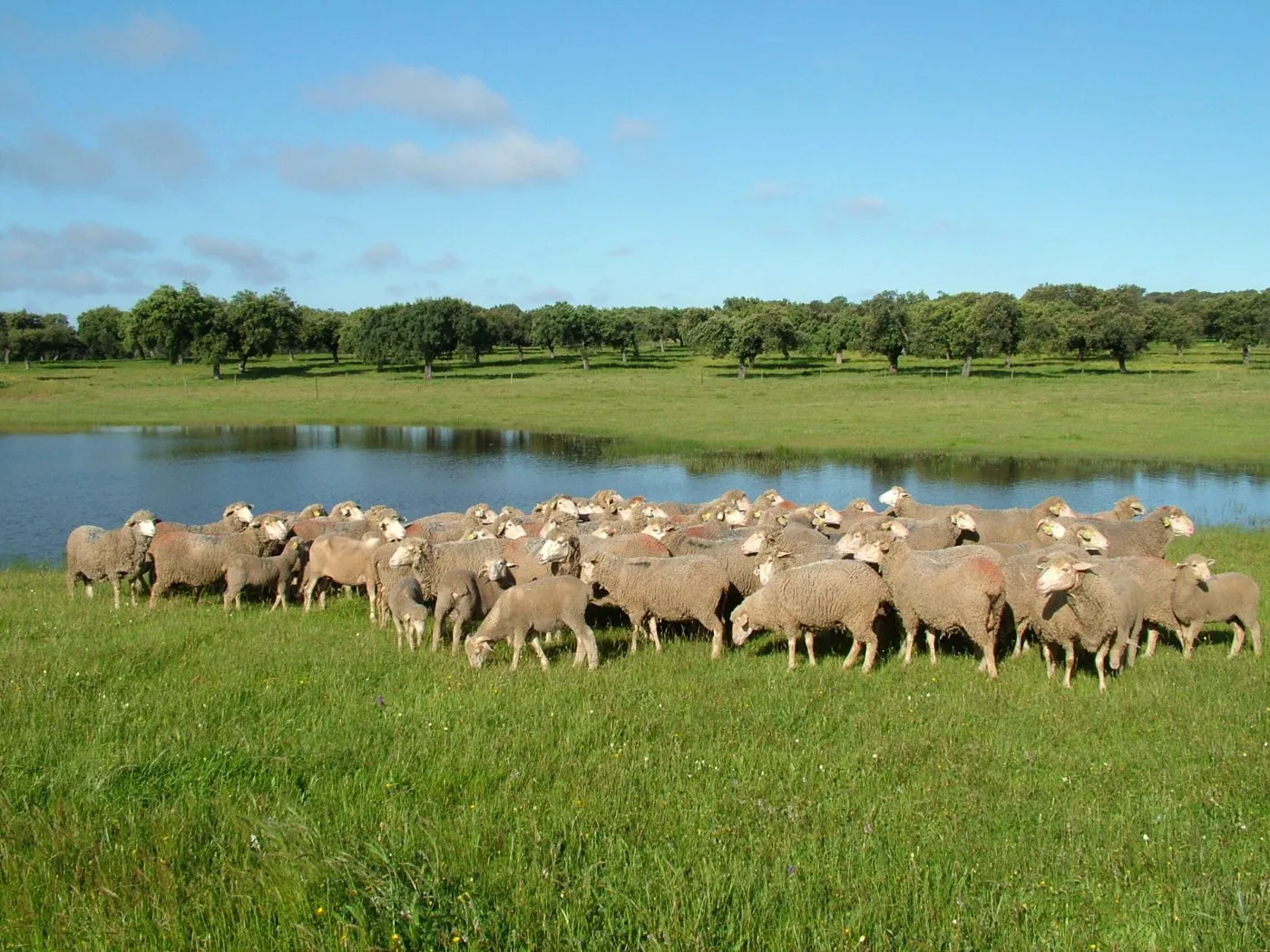 Ovejas merinas en la dehesa