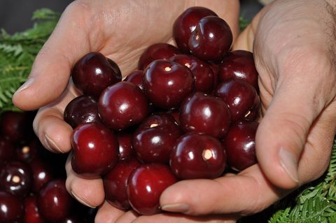 Cereza premium del Jerte