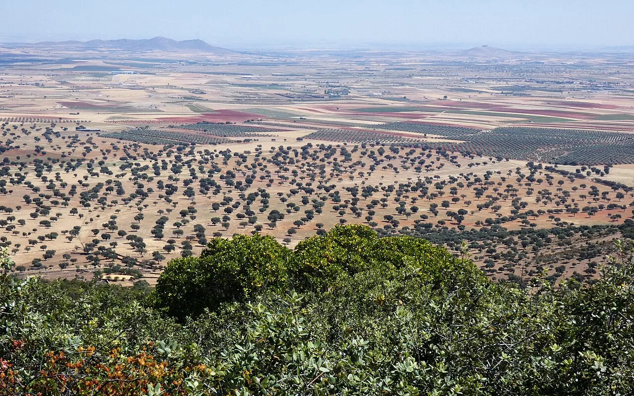 Dehesa con encinas