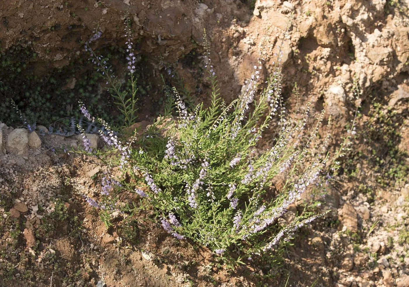 Miel de brezo Villuercas-Ibores DOP