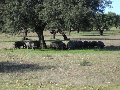 Cerdo ibérico en dehesa