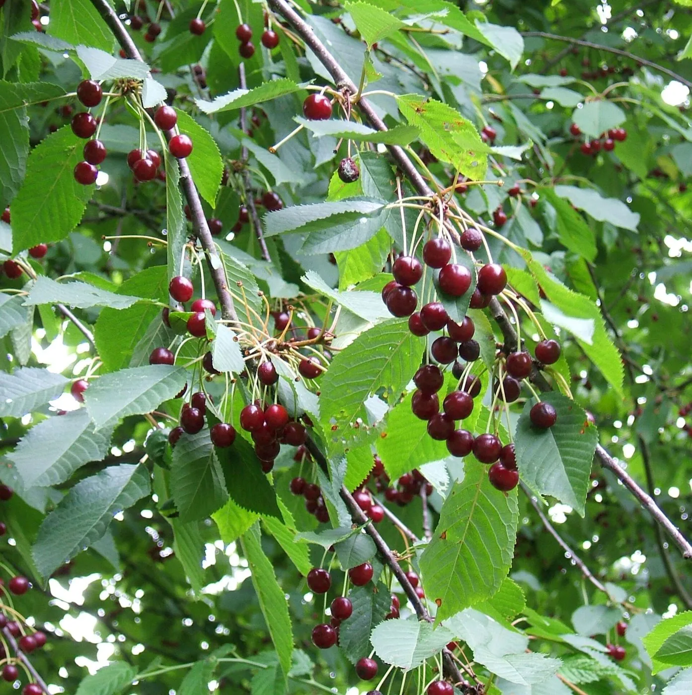 Picota del Jerte DOP