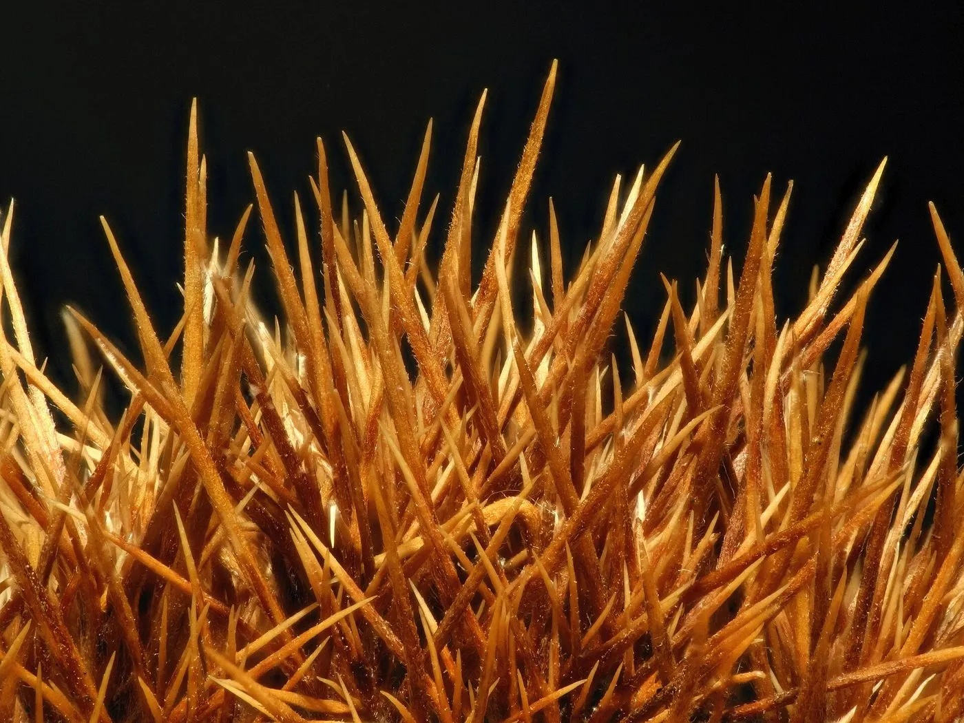 Castaña abierta