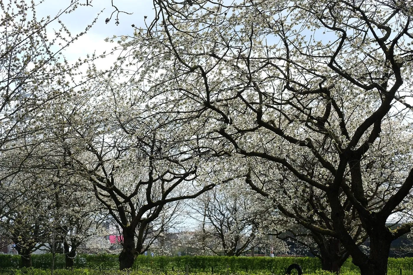 Cerezos en plantación