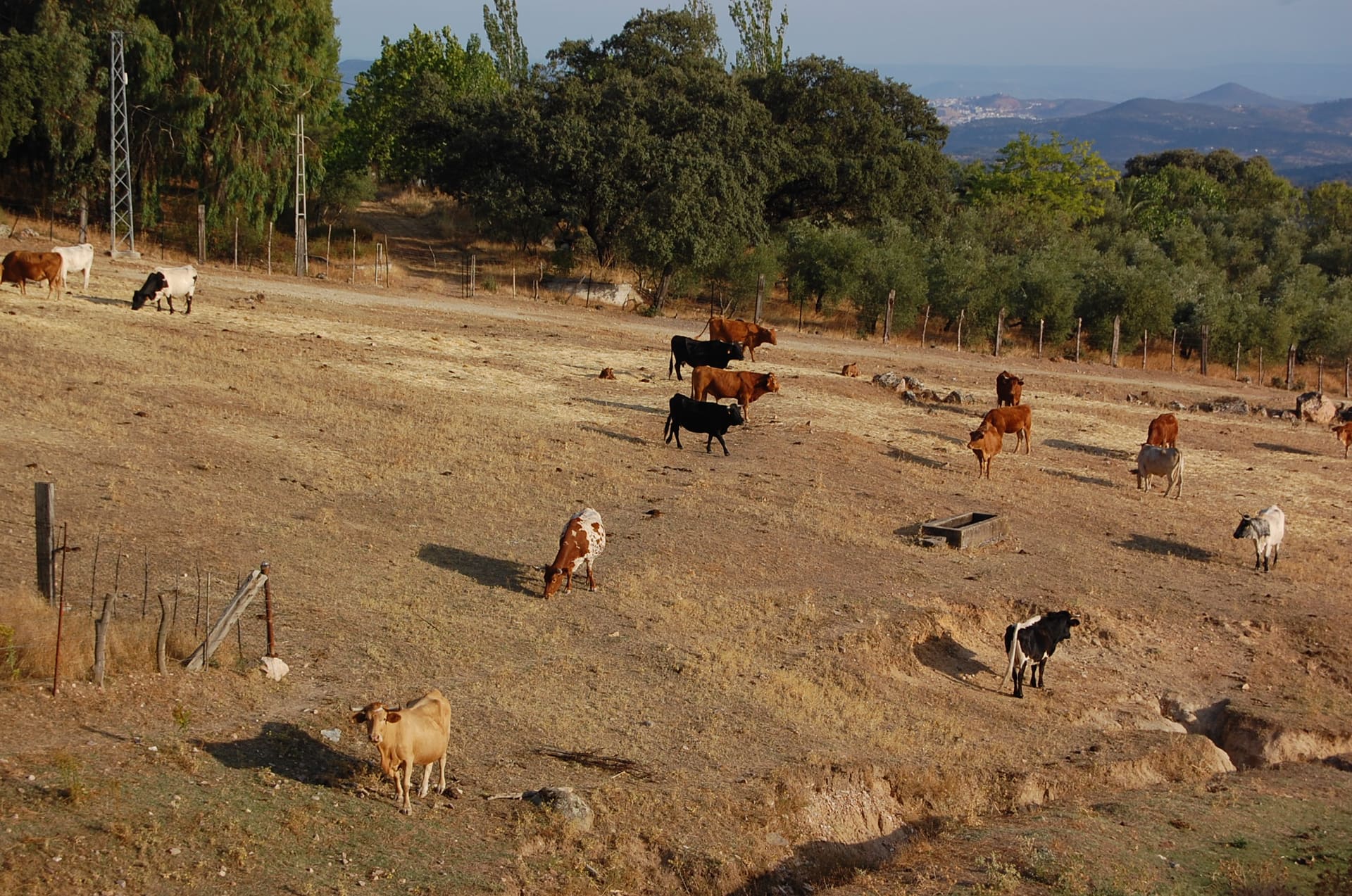 Databilidad lanza Origen Visible para que los ganaderos de Extremadura enseñen su trazabilidad